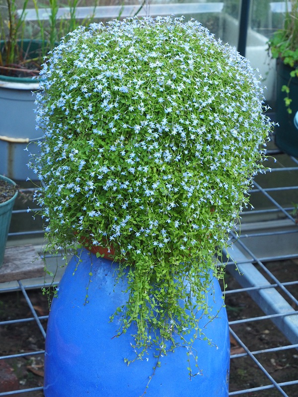 Almanda Blue